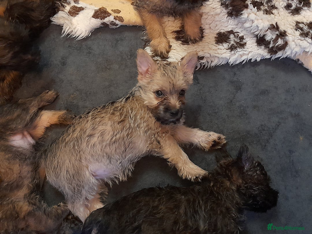 Cairn Terrier dogs for sale: 3 BOYS & 2 GIRLS LEFT OUT OF 7 - Advert 6