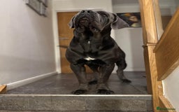Cane Corso dogs for stud: Big Baloo 🦍🐻🦁 - Image 10