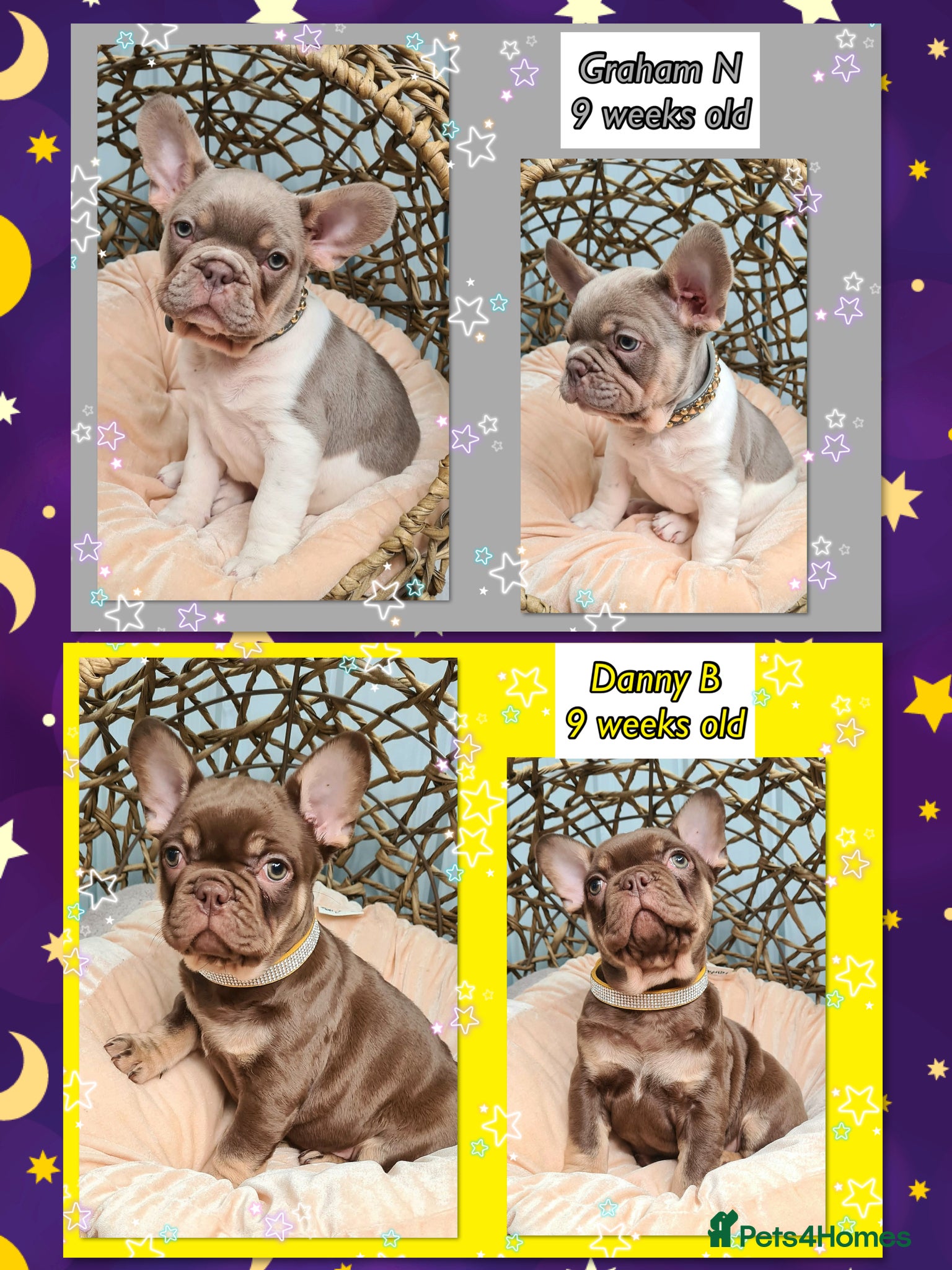 French Bulldog dogs Quality Puppies from highly health tested Parents - Advert 1