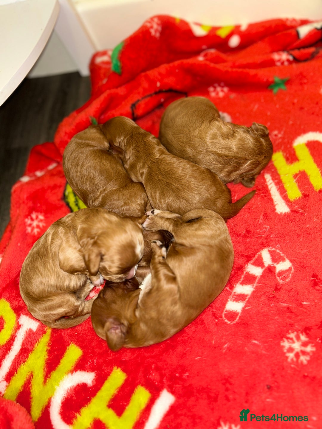 Cavapoo dogs for sale: Cavapoo puppies  - Image 1