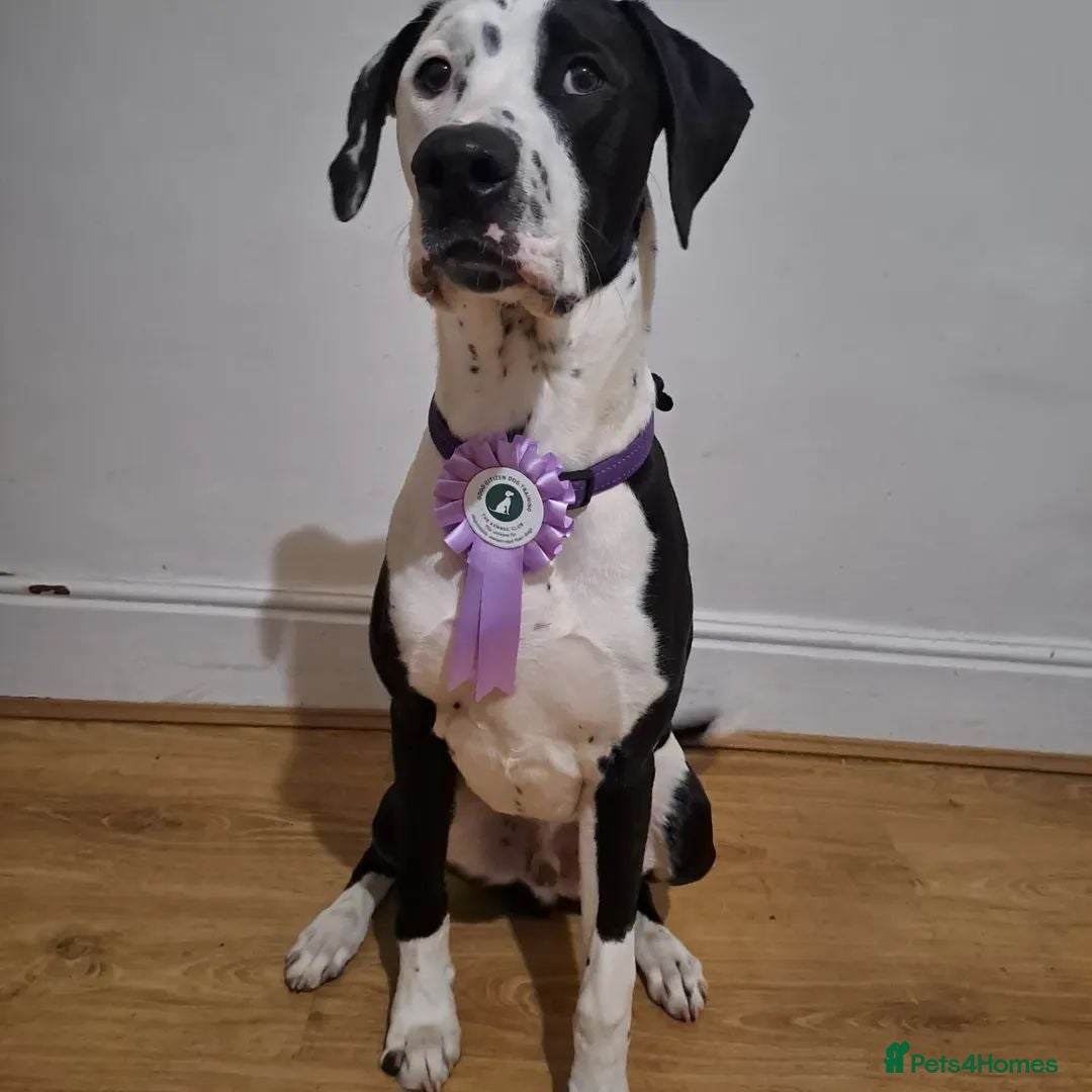 Mixed Breed dogs for sale: Looking for a new family - Image 6