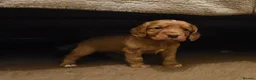 Cocker Spaniel dogs for sale: Last female Pup KC reg WCS - Advert 2