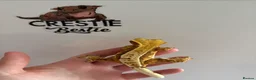 Gecko reptiles for sale: Crested Gecko  - Advert 2