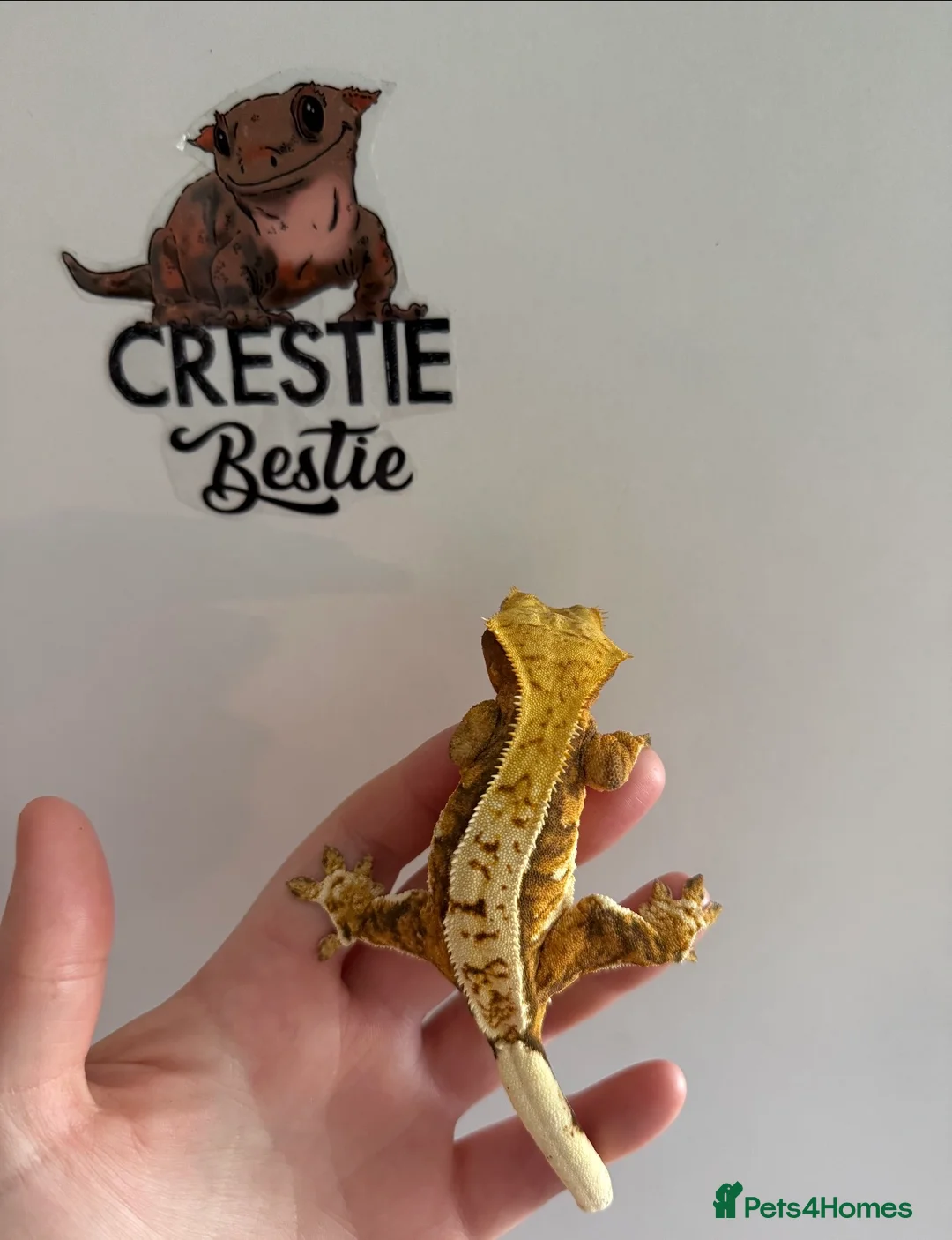 Gecko reptiles for sale: Crested Gecko  - Advert 2