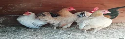 Chickens poultry for sale: Show quality serama hatching eggs and chicks  - Advert 7