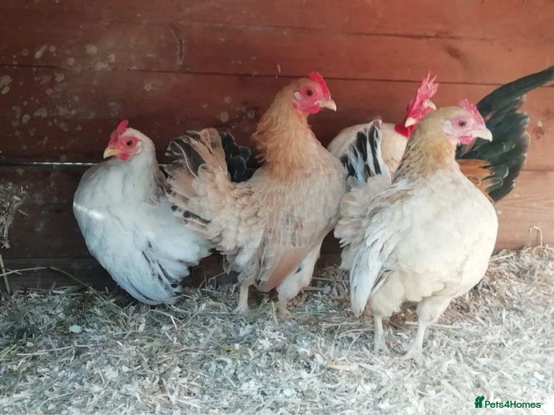 Chickens poultry for sale: Show quality serama hatching eggs and chicks  - Advert 7