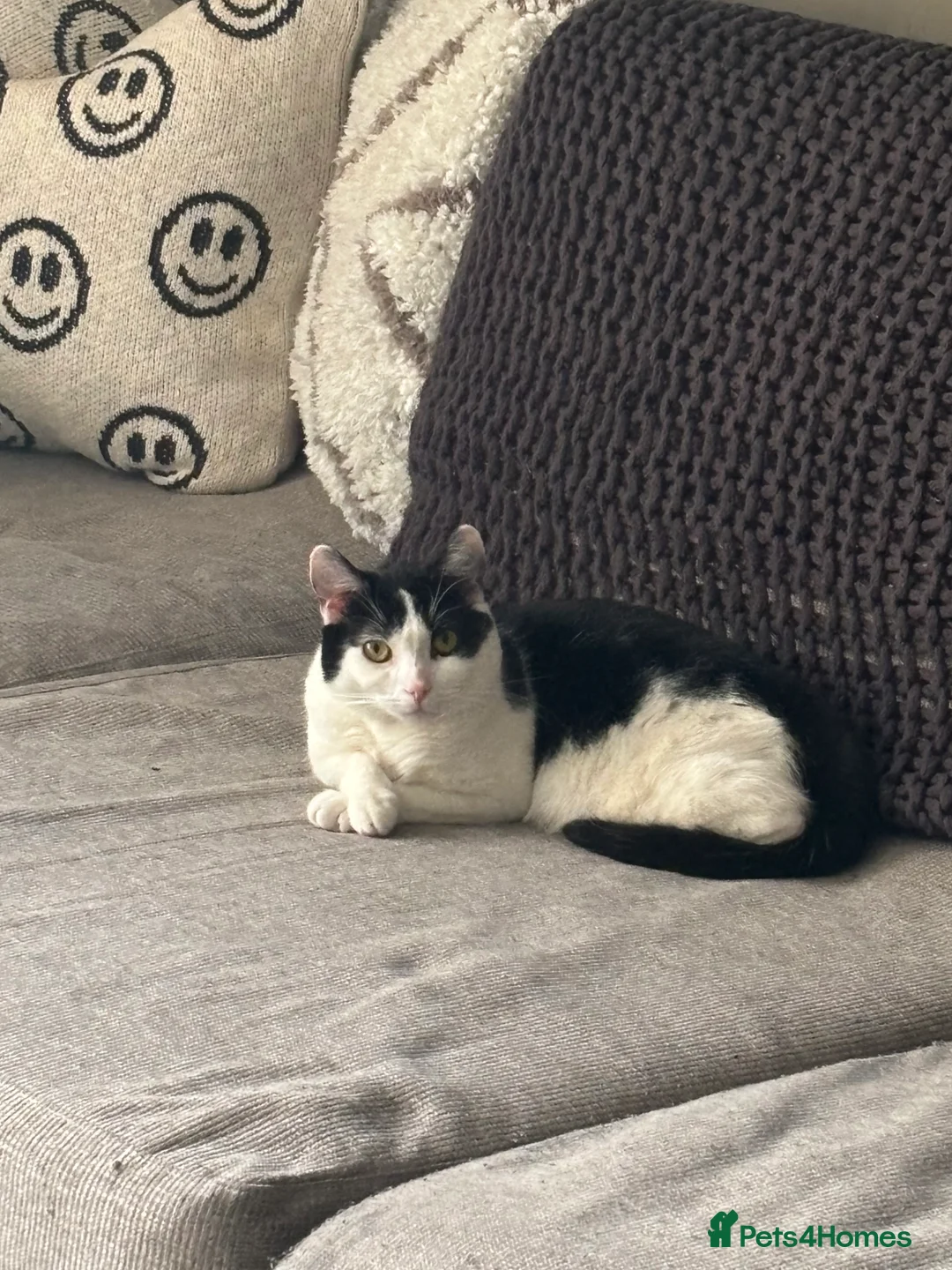 Mixed Breed cats for sale: Eclipse - Advert 12