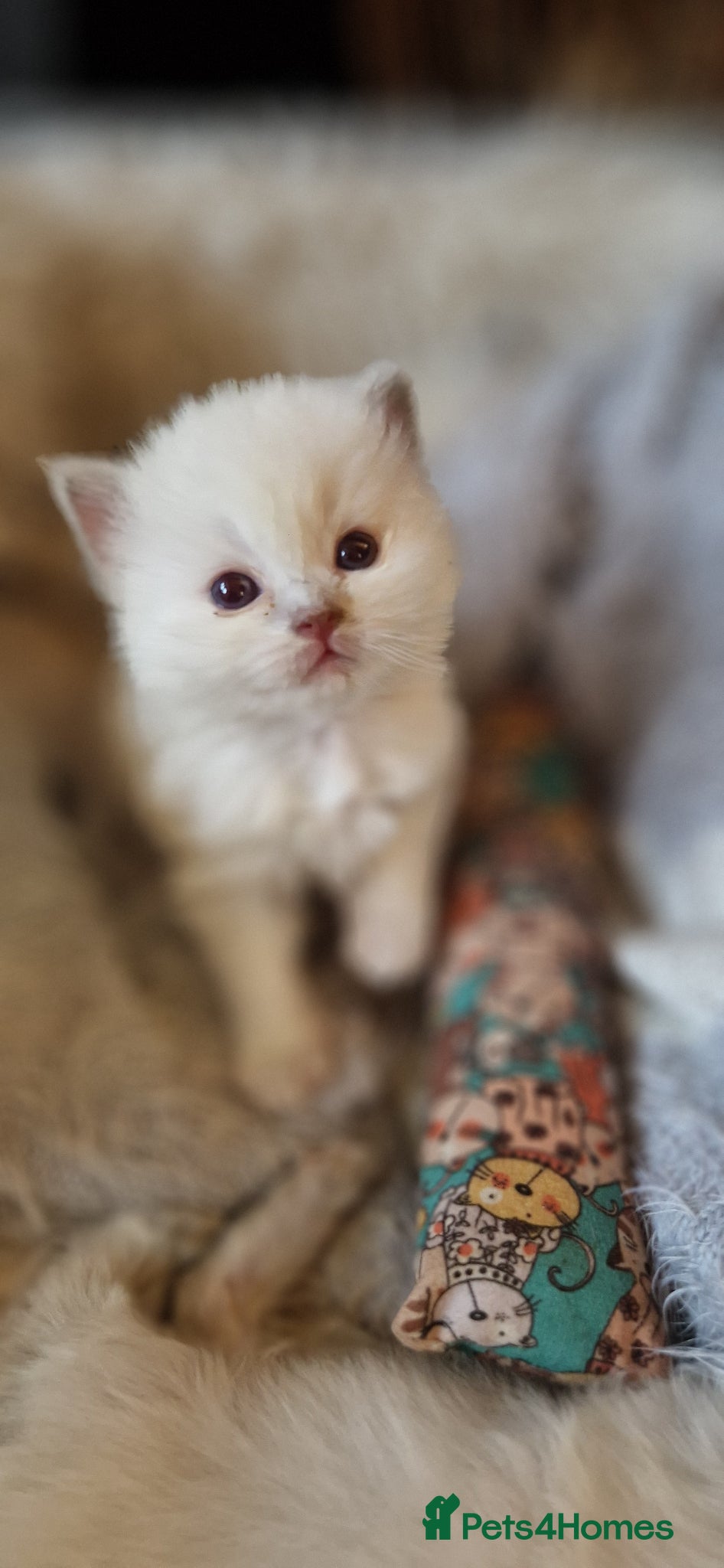 Ragdoll cats Gorgeous pure bred ragdoll  - Advert 1