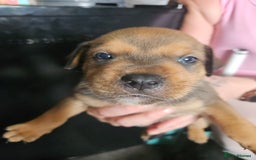 Mixed Breed dogs for sale: Rottweiler x staffy - Image 4