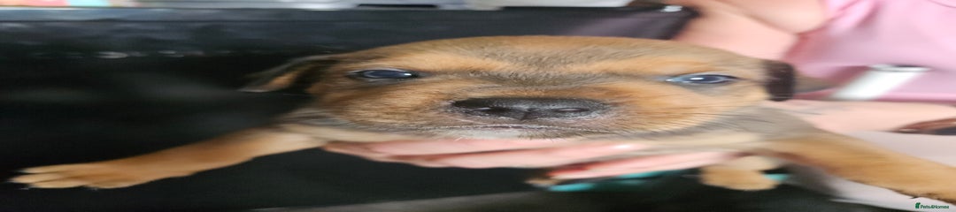 Mixed Breed Puppy 5
