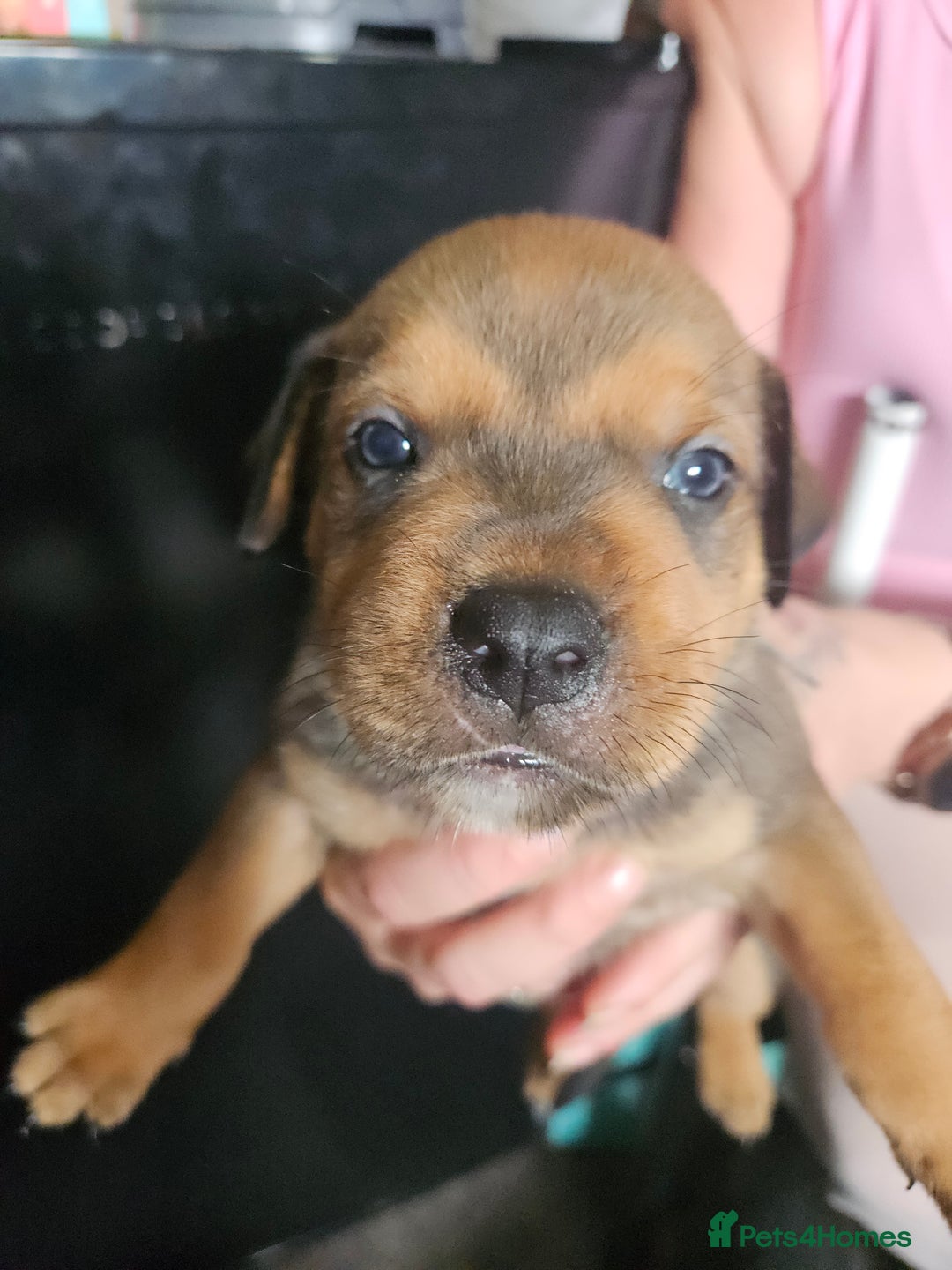 Mixed Breed dogs for sale: Rottweiler x staffy - Image 4