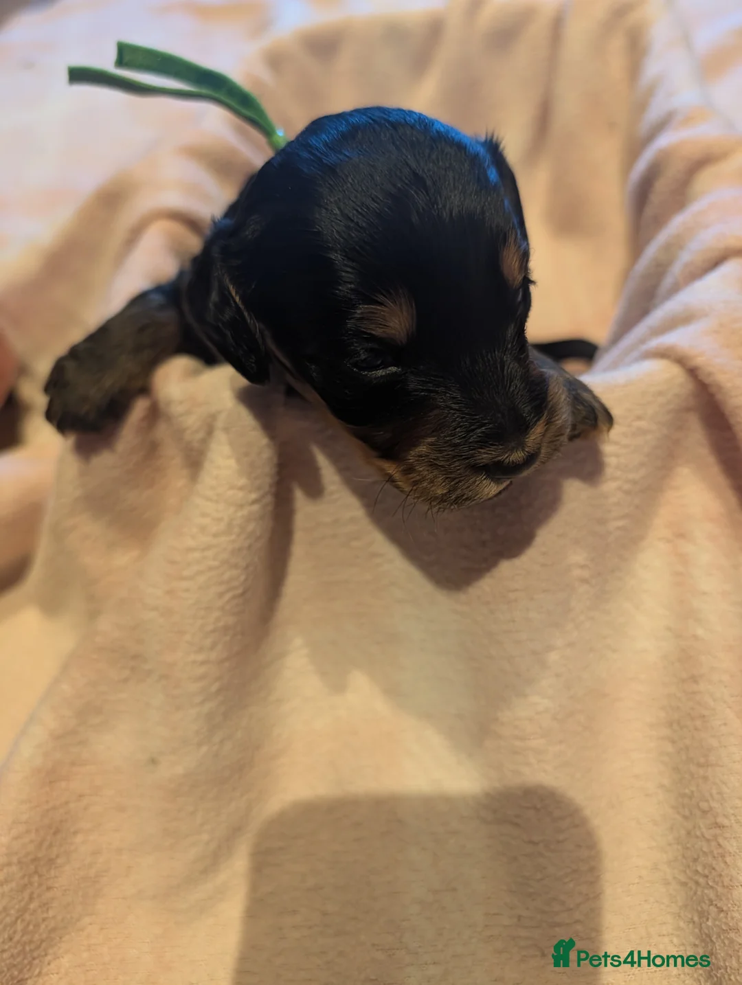 Doxiepoo dogs for sale: 4 Adorable Miniature Doxiepoo Puppies  - Advert 14