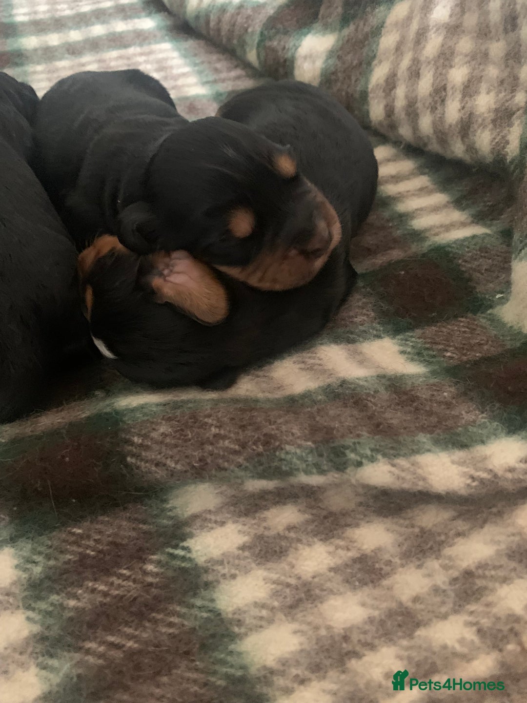 Cocker Spaniel dogs for sale: Cocker Spaniel pups for sale  - Image 5