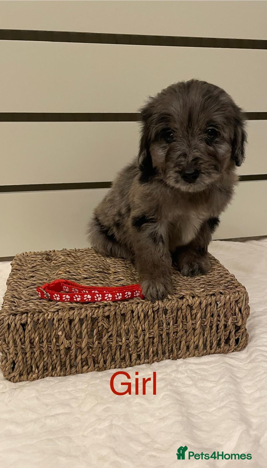 Goldendoodle dogs Beautiful Merle Goldendoodle puppies  - Advert 1