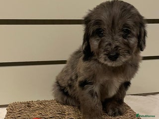 Goldendoodle dogs Beautiful Merle Goldendoodle puppies - Advert 1