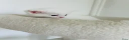 Turkish Van cats for sale: Beautiful Turkish van kittens for sale.  - Advert 22