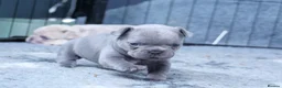 French Bulldog dogs for sale: French bulldog puppies  in Edinburgh - Advert 6
