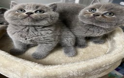 British Shorthair cats for sale: Six blue British shorthair kittens for sale  - Image 9