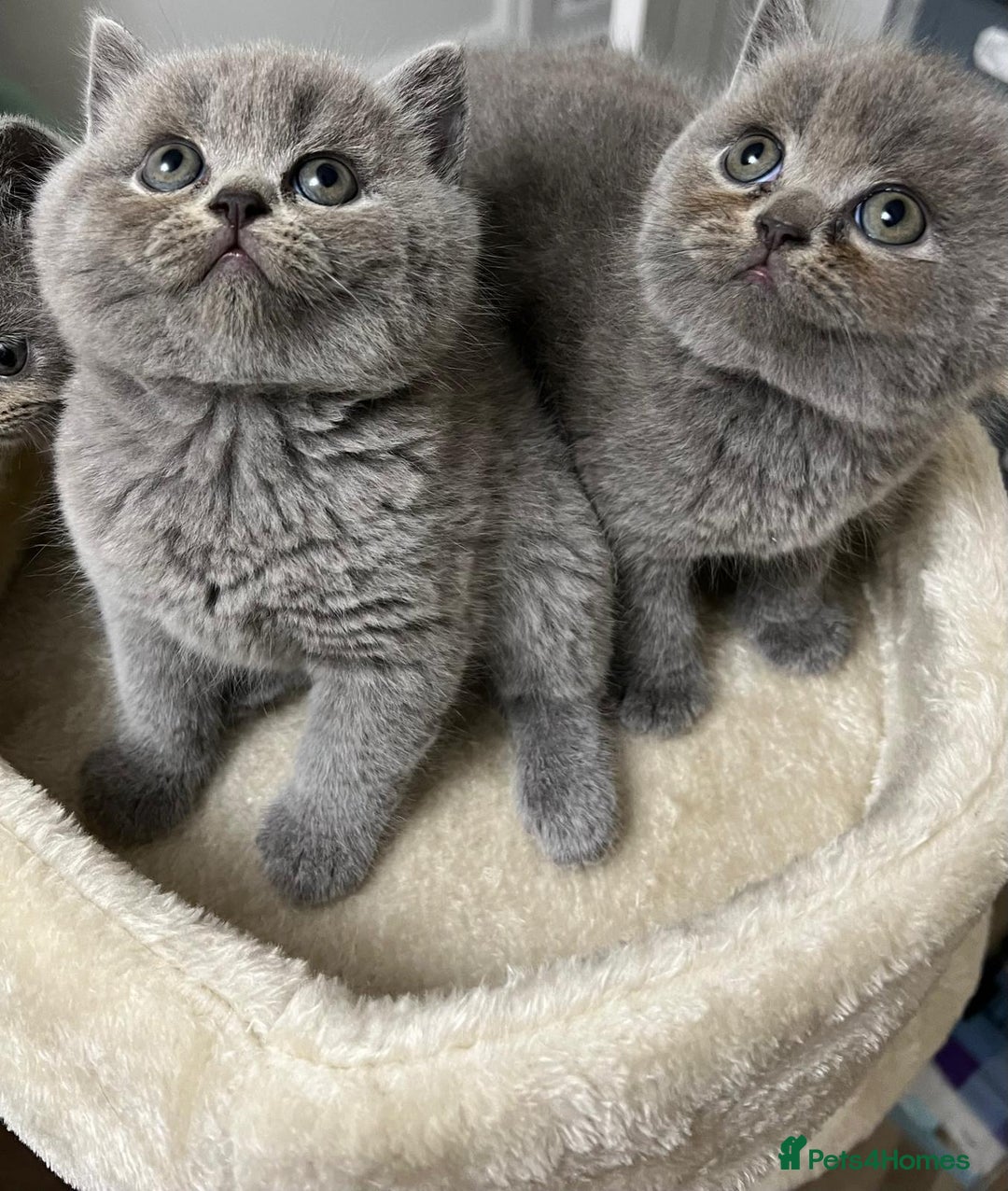 British Shorthair cats for sale: Six blue British shorthair kittens for sale  - Image 9