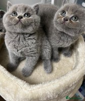 British Shorthair cats - Advert 9