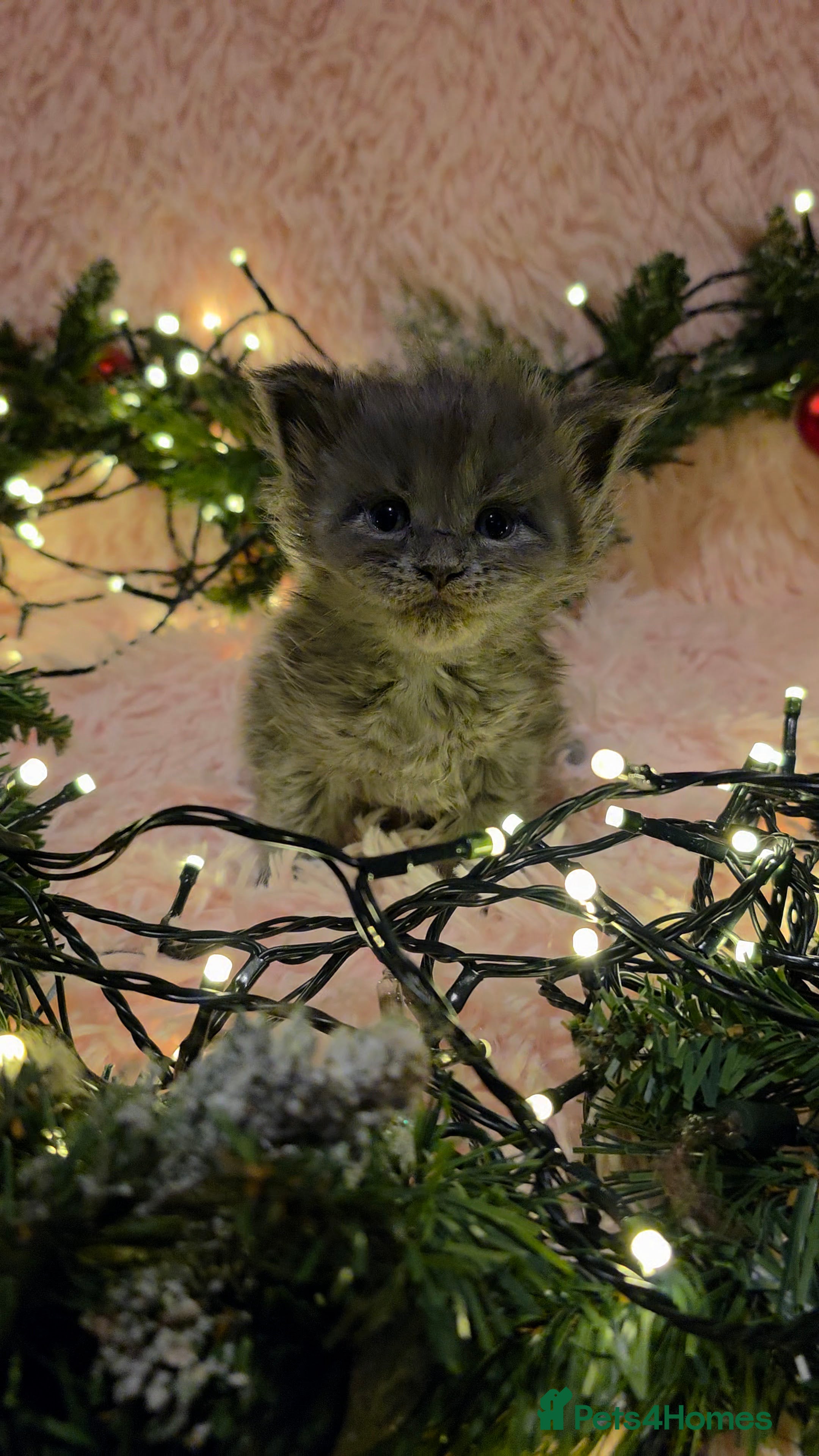 Maine Coon cats Tica beautiful maine coon kittens  - Advert 2