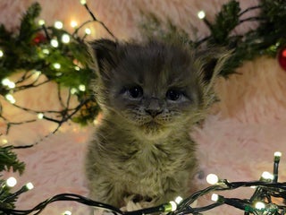 Maine Coon cats Tica beautiful maine coon kittens - Advert 1