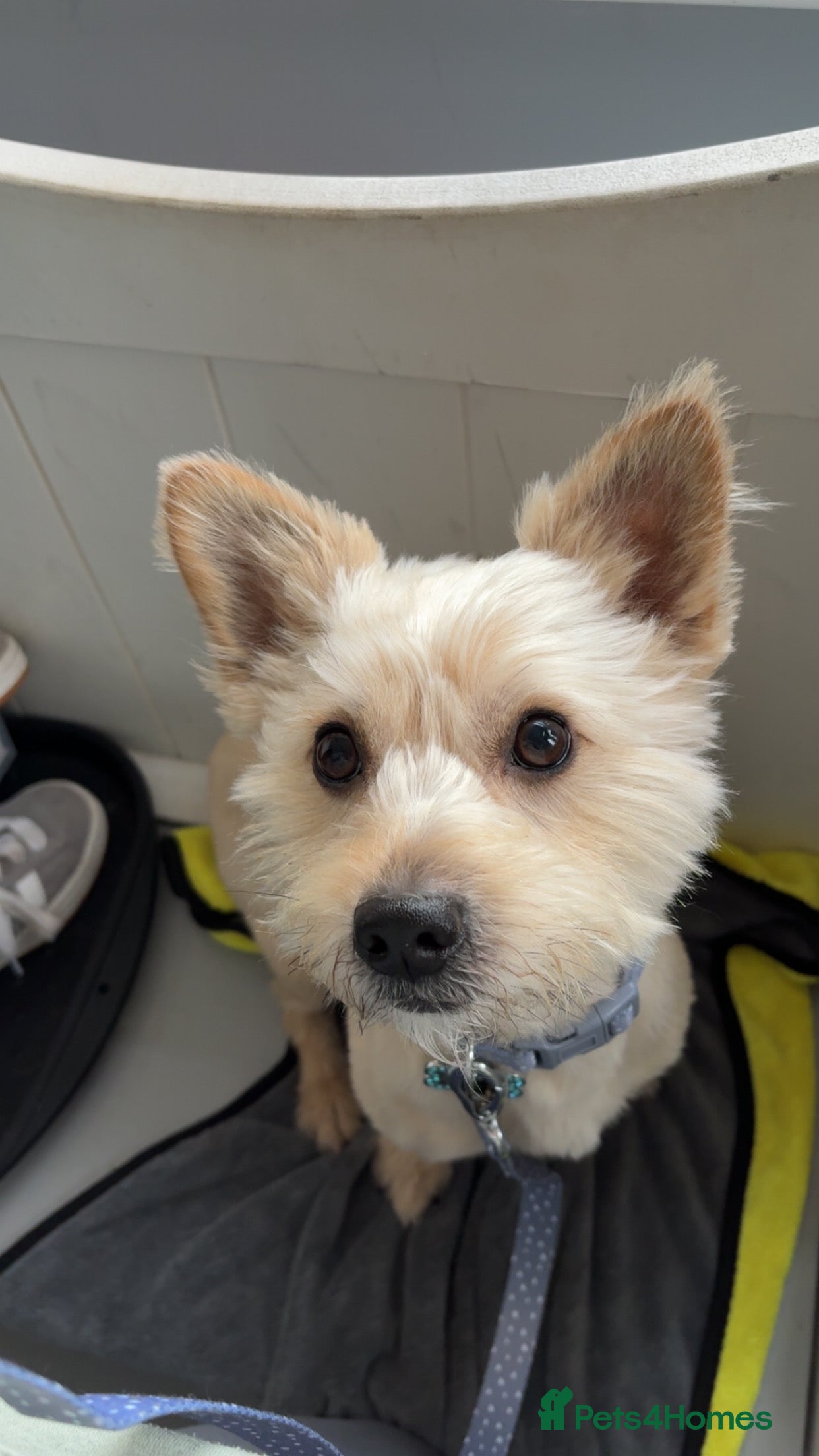 Mixed Breed dogs Yorkie x Pomeranian, looking for his forever home - Advert 18