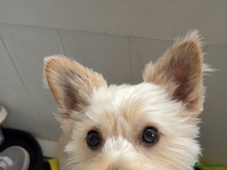 Mixed Breed dogs Yorkie x Pomeranian, looking for his forever home - Advert 5