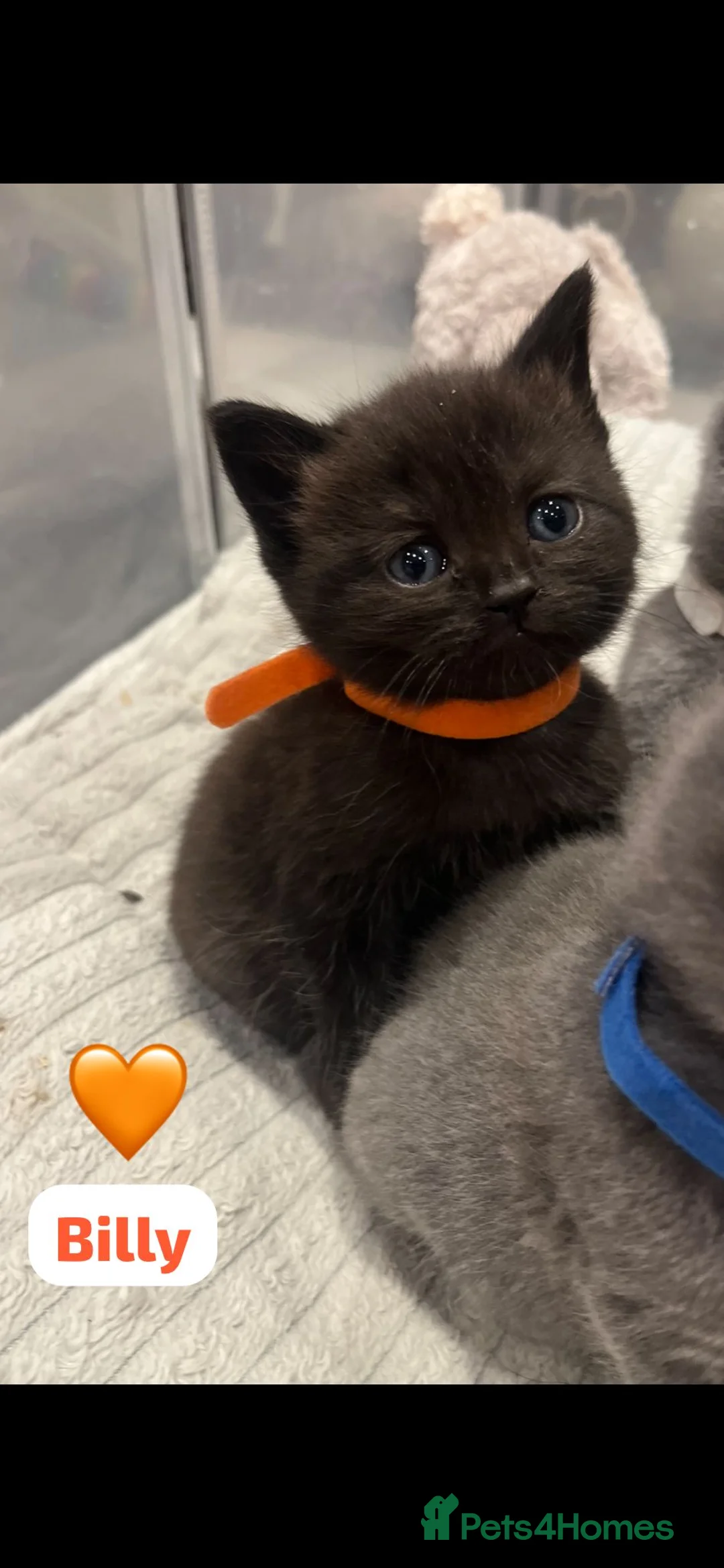 British Shorthair cats for sale: Beautiful British shorthair cross kittens🩵🩷 - Advert 18