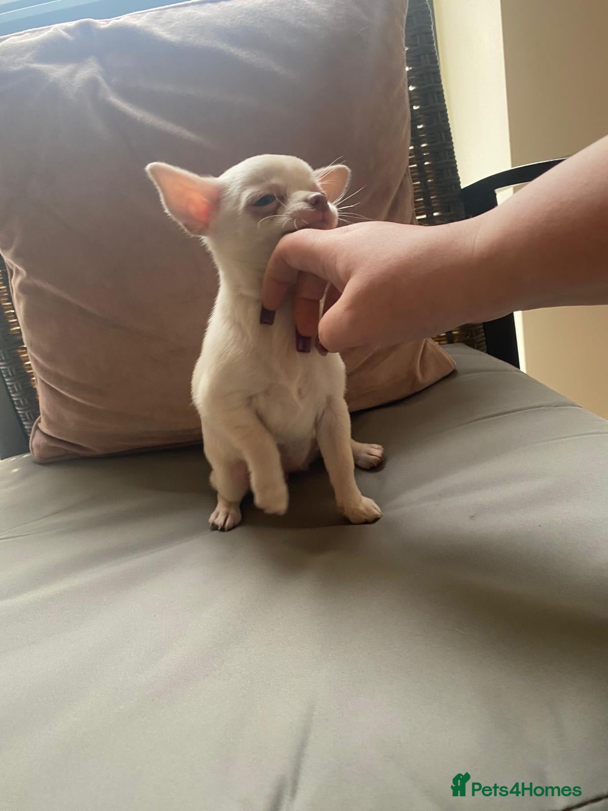 Chihuahua dogs Tiny apple head chihuahuas - Advert 1