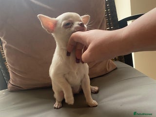 Chihuahua dogs Tiny apple head chihuahuas - Advert 3