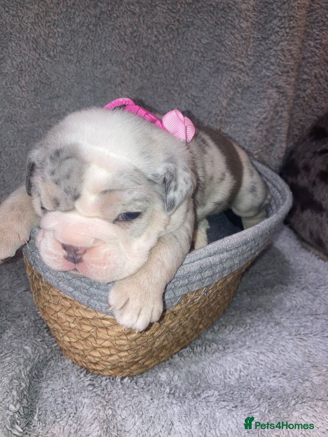 Old Tyme Bulldog dogs for sale: New English bulldogs available  - Image 7