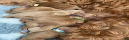 Australian Labradoodle dogs for sale: Australian labradoodles - Advert 11