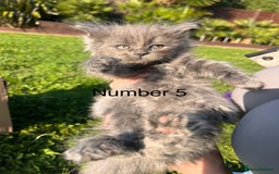 Ragdoll cats for sale: 😍Ragdoll&British Shorthair Mix😍 - Image 3