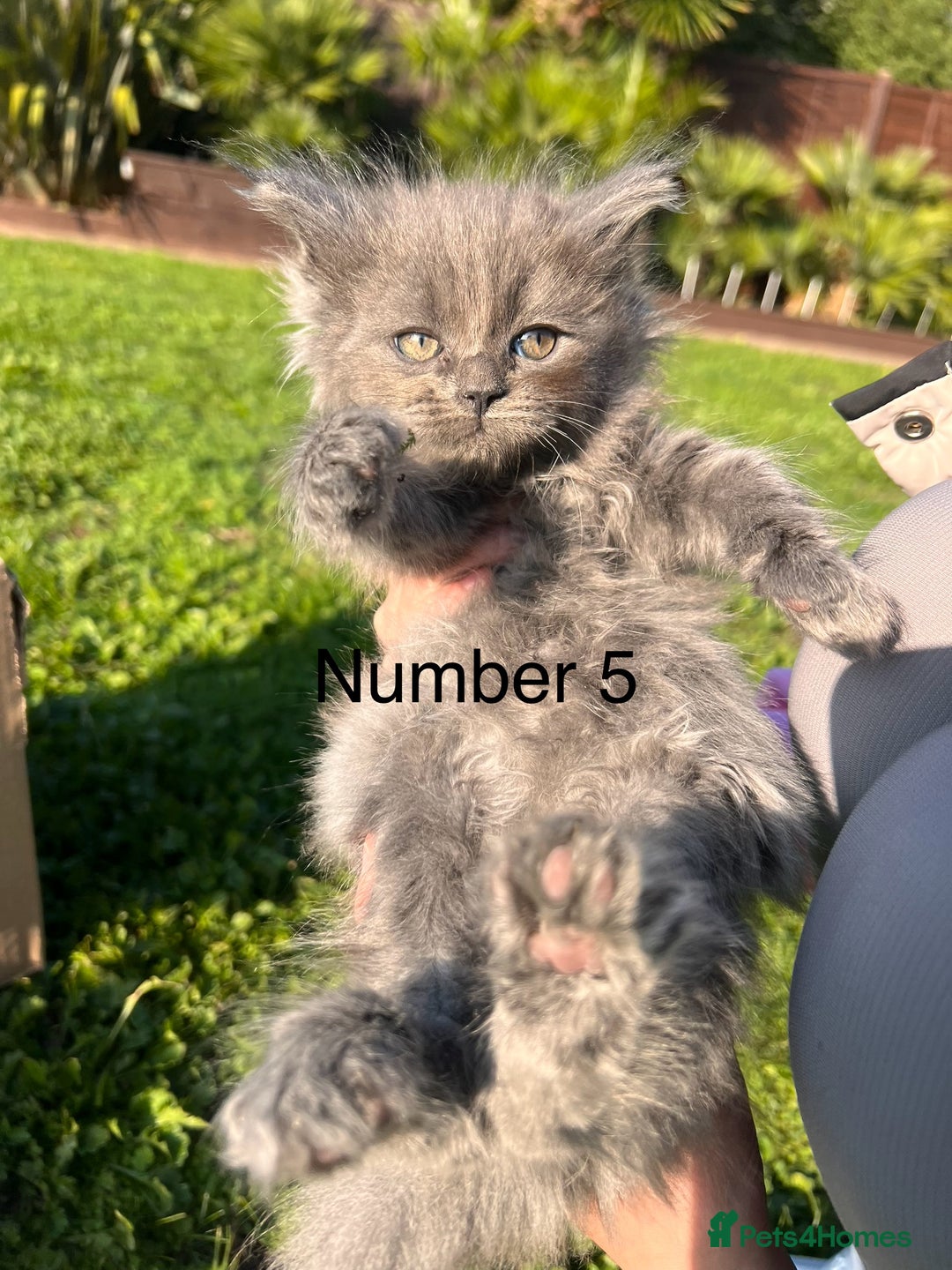 Ragdoll cats for sale: 😍Ragdoll&British Shorthair Mix😍 - Image 3