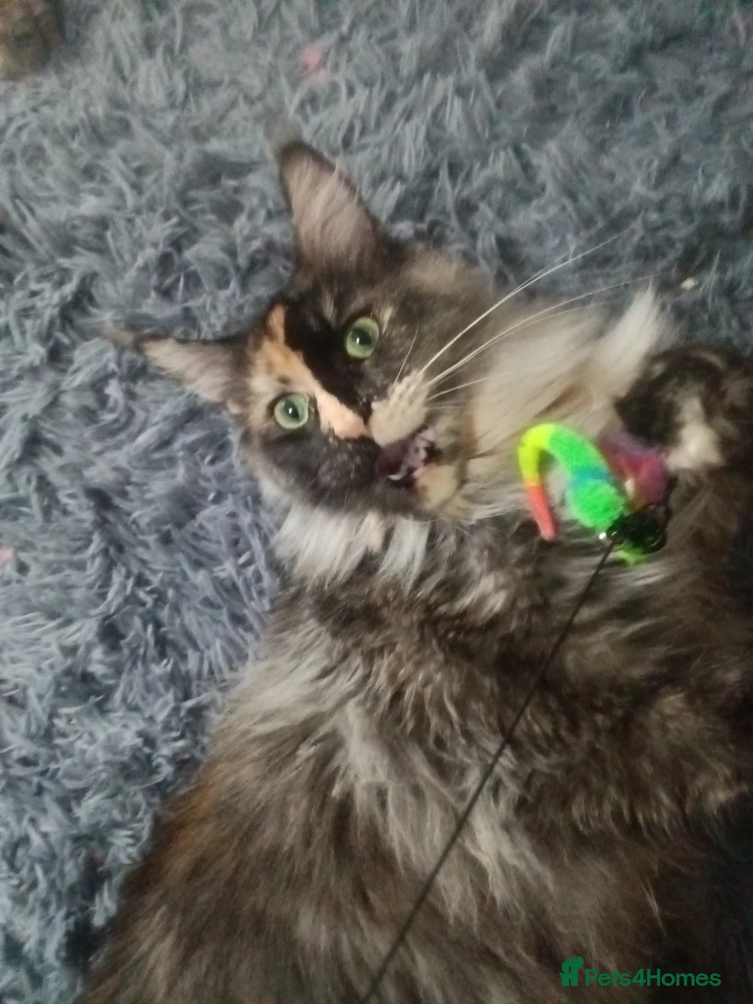 Maine Coon cats for sale: Beautiful tortie smoke mainecoon  - Advert 2