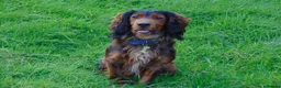 Cocker Spaniel dogs for stud: Working Cocker at Stud .Dorset in Dorchester - Advert 6