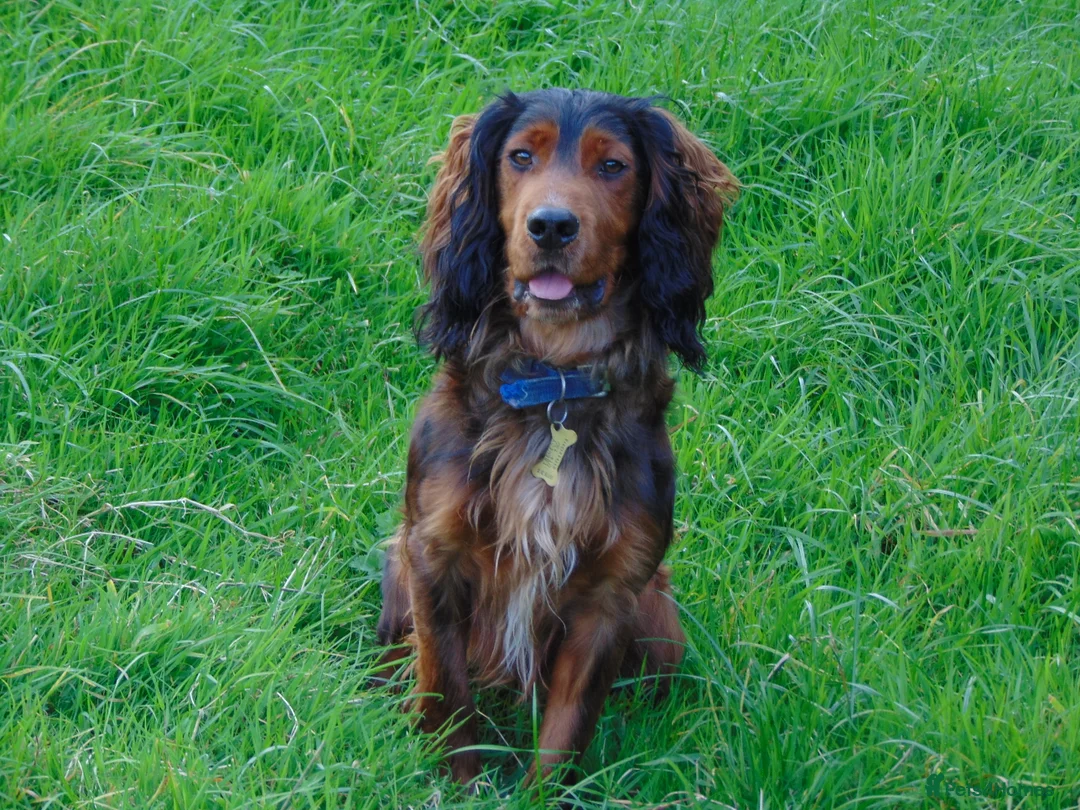 Cocker Spaniel dogs for stud: Working Cocker at Stud .Dorset in Dorchester - Advert 6