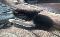 Mixed Breed cats for sale: Kittens for sale - Image 2