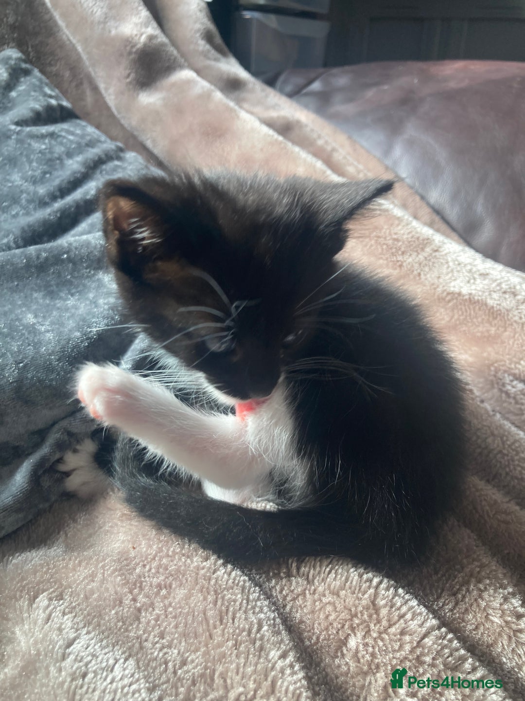 Mixed Breed cats for sale: Kittens for sale - Image 2