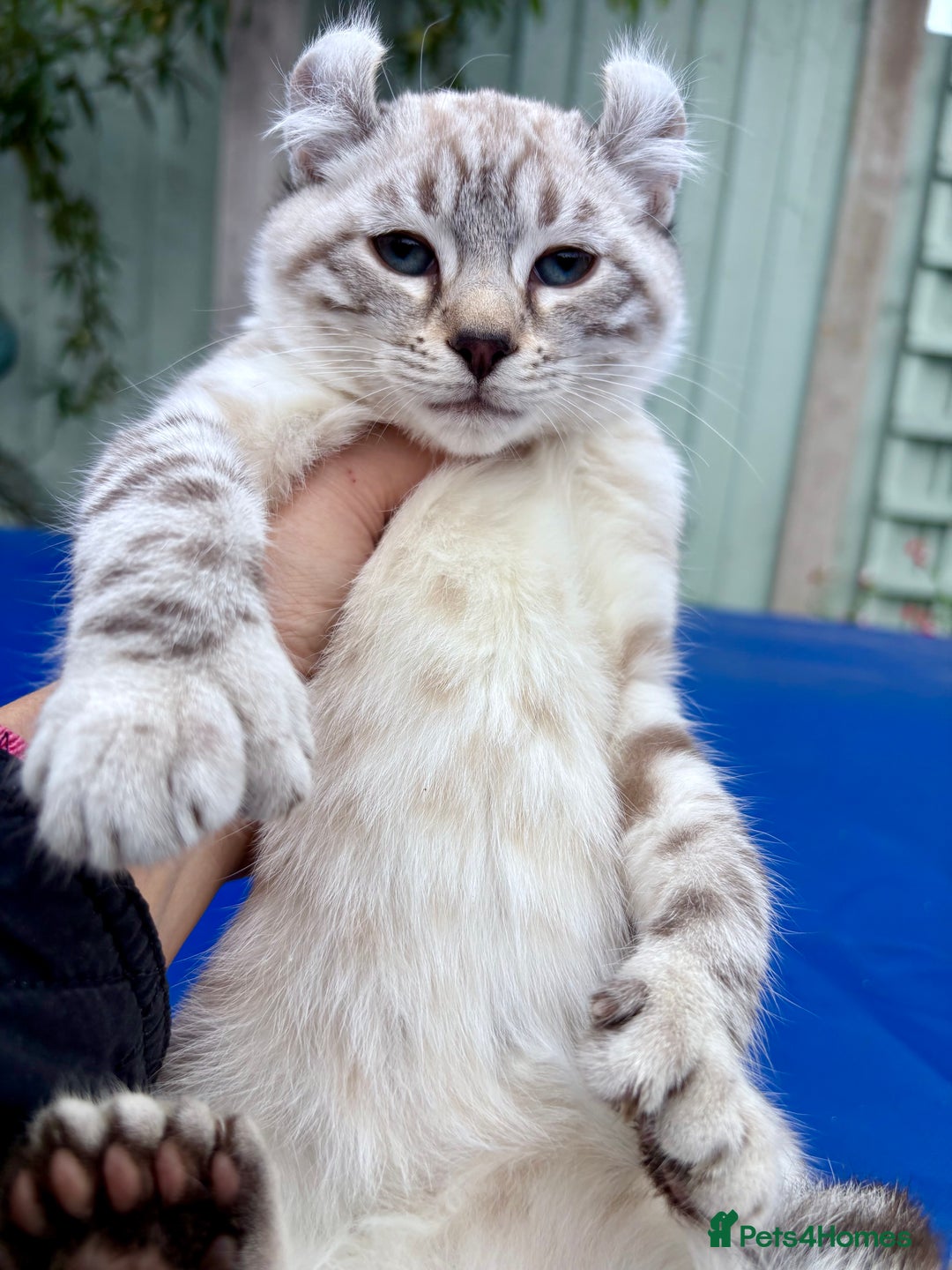 Savannah cats for sale: Breath taking wild looking girl  - Image 12