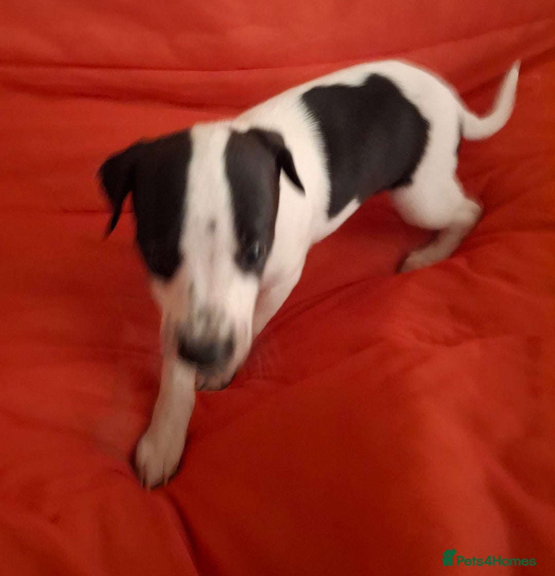 Whippet dogs for sale: KC Particolour Whippet Puppies - Image 1