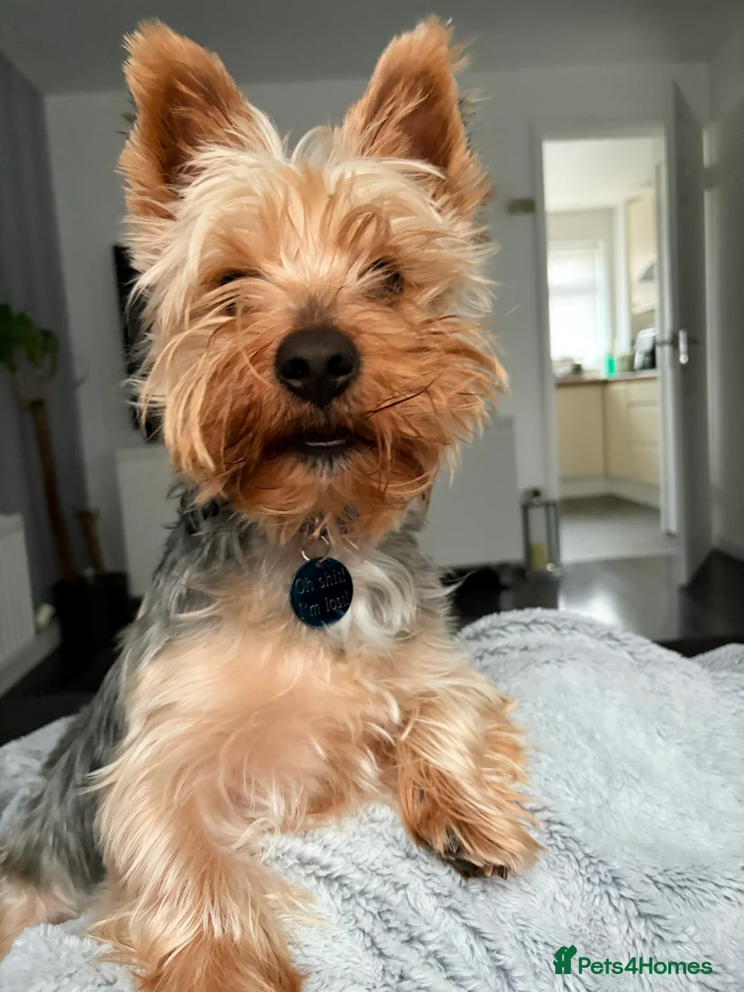 Yorkshire Terrier dogs for stud: Coco master  - Advert 5