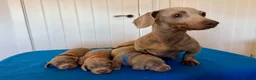 Miniature Dachshund dogs for sale: Miniature Dachshund  - Advert 1