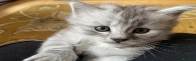 🐯 Tigger – Kitten 4 - Girl