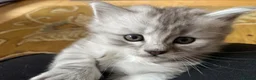 Siberian cats for sale: Siberian x Siberian Neva Masquerade Kittens - Advert 6