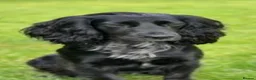 Cockapoo dogs for sale: F1 cockapoo girl in Coatbridge - Advert 1
