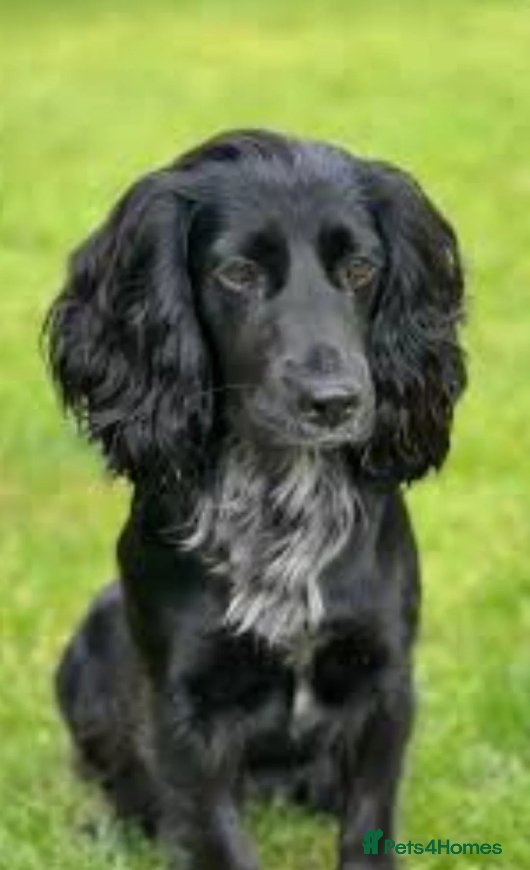 Cockapoo dogs for sale: F1 cockapoo girl in Coatbridge - Advert 1