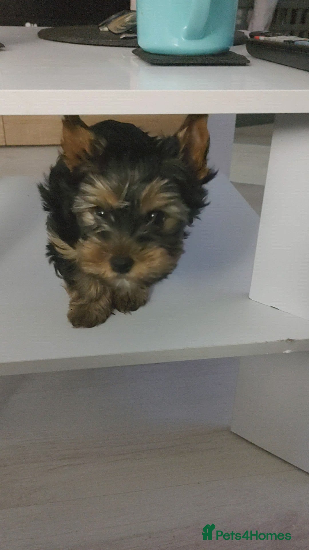 Yorkshire Terrier dogs Mini Yorkshire terrier Boy - Advert 11