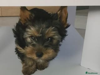 Yorkshire Terrier dogs Mini Yorkshire terrier Boy - Advert 3